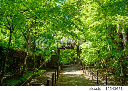 新緑に包まれたもみじ参道 123436214