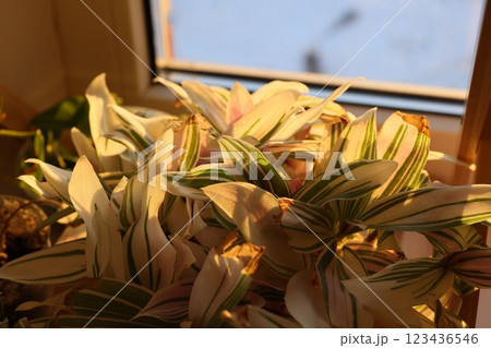 Beautiful sunlit indoor plant leaves displayed charmingly by a bright window in your home 123436546