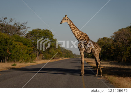 Male southern giraffe pauses before crossing road 123436673