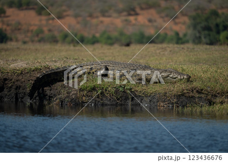 Nile crocodile lies on riverbank in sun 123436676