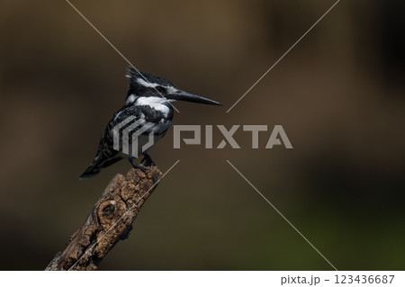 Pied kingfisher watches camera on tree stump Pied kingfisher watches camera on tree stump 123436687
