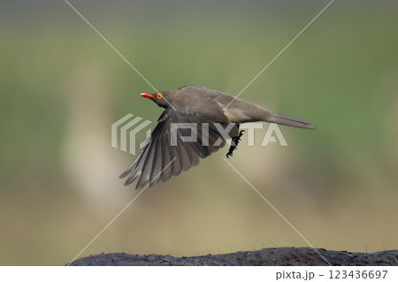 Red-billed oxpecker flies over Cape buffalo back Red-billed oxpecker flies over Cape buffalo back 123436697