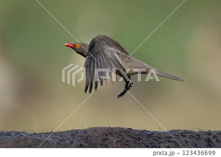 Red-billed oxpecker on Cape buffalo takes off 123436699