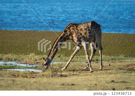 Southern giraffe stands stooping to drink water 123436713