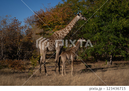 Southern giraffe stands with mother near trees Southern giraffe stands with mother near trees 123436715