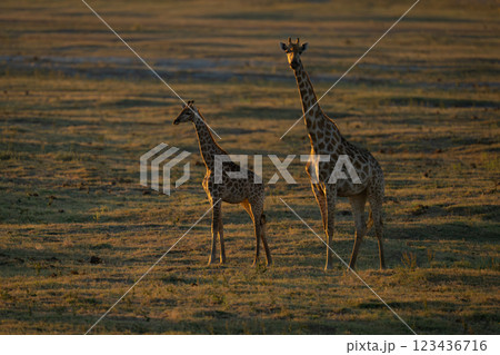 Southern giraffes stand on floodplain at sunset Southern giraffes stand on floodplain at sunset 123436716