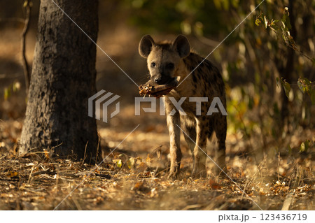 Spotted hyena stands in wood holding meat 123436719