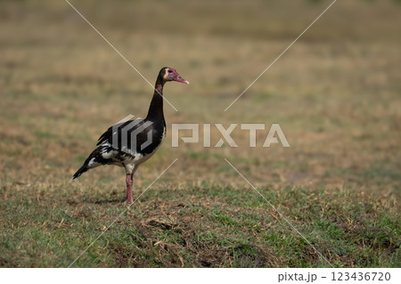 Spur-winged goose on short grass with catchlight Spur-winged goose on short grass with catchlight 123436720