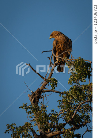 Tawny eagle looks down from leafy treetop 123436723
