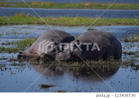 Two hippos lie sleeping on sunny floodplain Two hippos lie sleeping on sunny floodplain 123436730