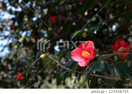 足摺岬　椿の花が咲く　（高知県　土佐清水市） 123436755