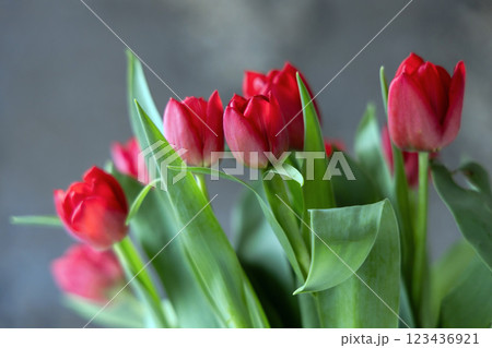 A Stunning Display of Gorgeous Red Tulips in a Modern and Artistic Floral Arrangement 123436921