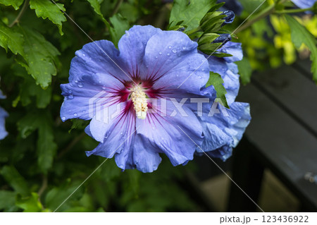 Beautiful hibiscus bush with blue flowers in the garden 123436922