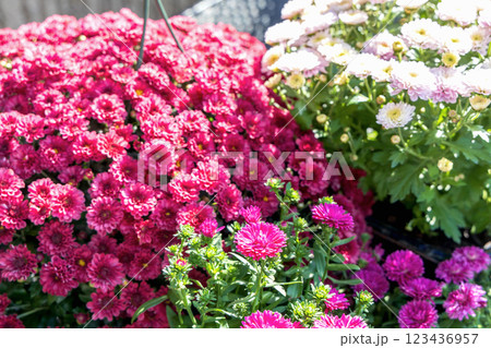 Background with beautiful autumn flowers asters 123436957
