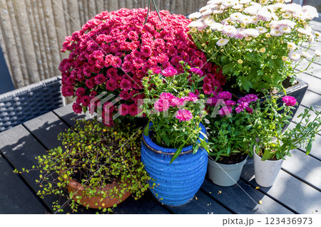 Background with beautiful autumn flowers asters Background with beautiful autumn flowers asters 123436973