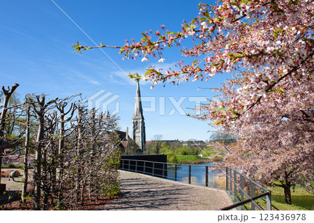 Copenhagen-Denmark. Cherry Blossom in Langelinie park. Sakure festival. Copenhagen-Denmark. Cherry Blossom in Langelinie park. Sakure festival. 123436978