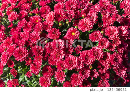 Background with beautiful autumn flowers asters 123436981