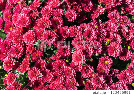 Background with beautiful autumn flowers asters Background with beautiful autumn flowers asters 123436991