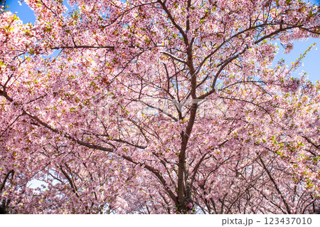 Copenhagen-Denmark. Cherry Blossom in Langelinie park. Sakure festival. Copenhagen-Denmark. Cherry Blossom in Langelinie park. Sakure festival. 123437010