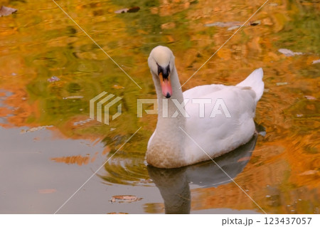 白鳥と紅葉 白鳥と紅葉 123437057