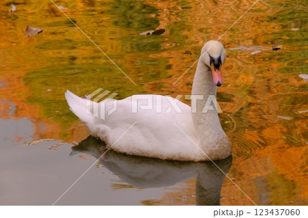 白鳥と紅葉 123437060