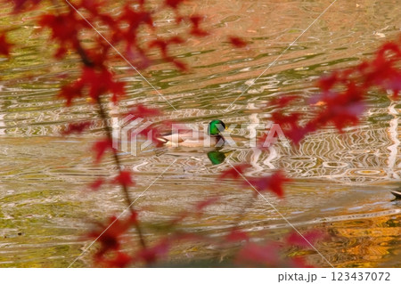 紅葉とカモ 紅葉とカモ 123437072