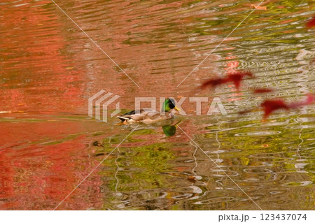 紅葉とカモ 紅葉とカモ 123437074