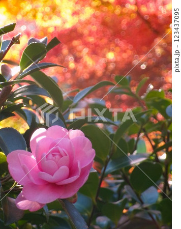 山茶花と紅葉 123437095
