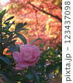 山茶花と紅葉 123437098