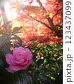 山茶花と紅葉 123437099