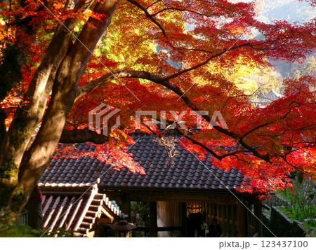 長谷寺の紅葉 123437100