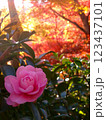 山茶花と紅葉 123437101