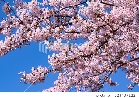 Copenhagen-Denmark. Cherry Blossom in Langelinie park. Sakure festival. Copenhagen-Denmark. Cherry Blossom in Langelinie park. Sakure festival. 123437122