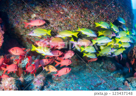 ヨスジフエダイとアカマツカサの群れ 小笠原 東京都 ヨスジフエダイとアカマツカサの群れ 小笠原 東京都 123437148