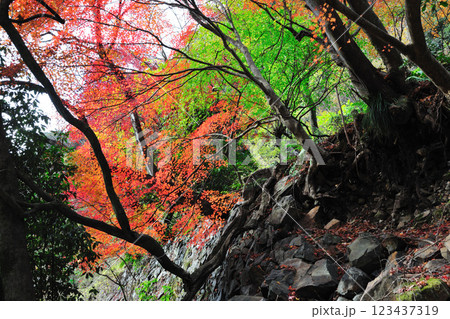愛岐トンネル群の紅葉 愛岐トンネル群の紅葉 123437319