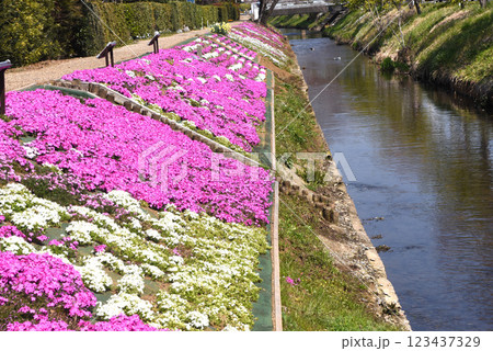 芝桜 芝桜 123437329