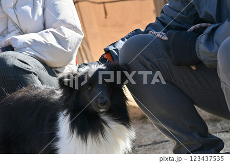 愛犬とアウトドア　散歩　シェルティ　（シェットランドシープドック） 123437535