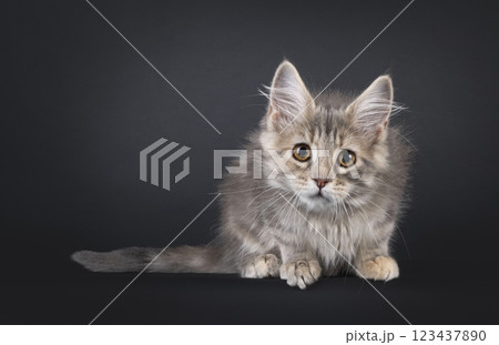 Maine Coon cat kiten on black background 123437890
