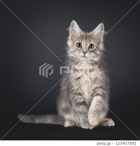 Maine Coon cat kiten on black background Maine Coon cat kiten on black background 123437891