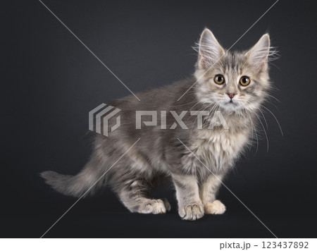 Maine Coon cat kiten on black background Maine Coon cat kiten on black background 123437892