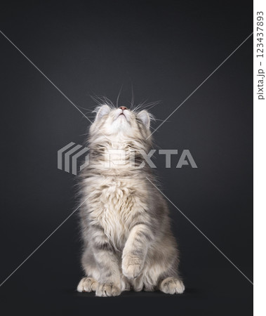 Maine Coon cat kiten on black background Maine Coon cat kiten on black background 123437893