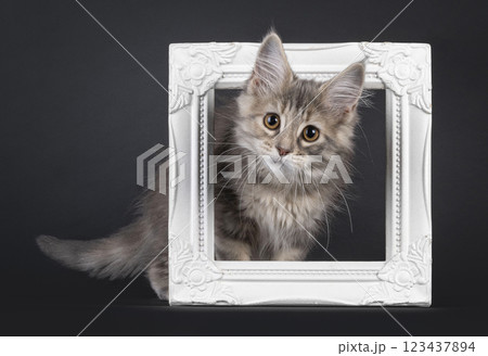 Maine Coon cat kiten on black background 123437894