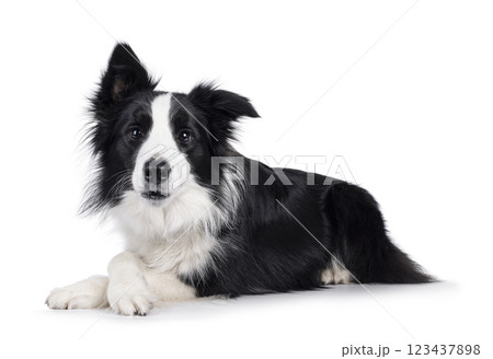 Border Collie dog on white background 123437898