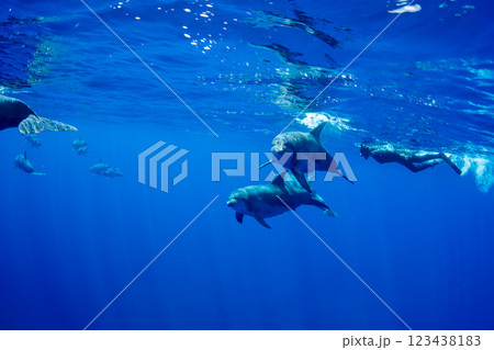 ミナミハンドウイルカ　小笠原　東京都 123438183