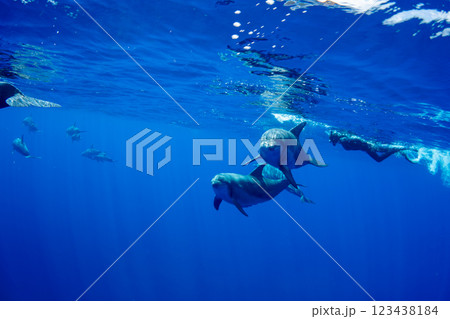 ミナミハンドウイルカ　小笠原　東京都 123438184