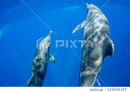 ミナミハンドウイルカ　小笠原　東京都 123438187