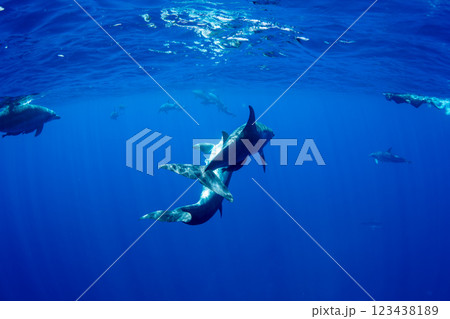 ミナミハンドウイルカ　小笠原　東京都 123438189