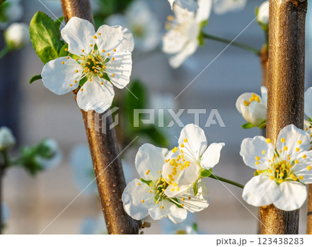Flowering branches of a plum tree. The small white flowers. Flowering branches of a plum tree. The small white flowers. 123438283