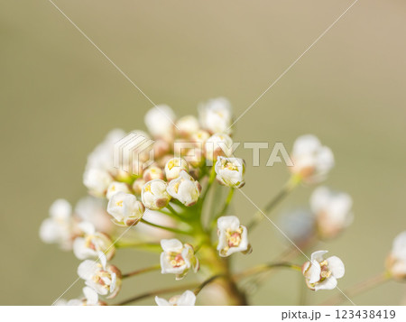 ナズナの花のアップ01 123438419