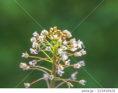 ナズナの花のアップ10 123438420